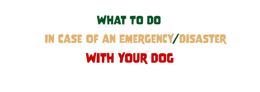 What To Do In Case Of An Emergency / Disaster With Your Dog