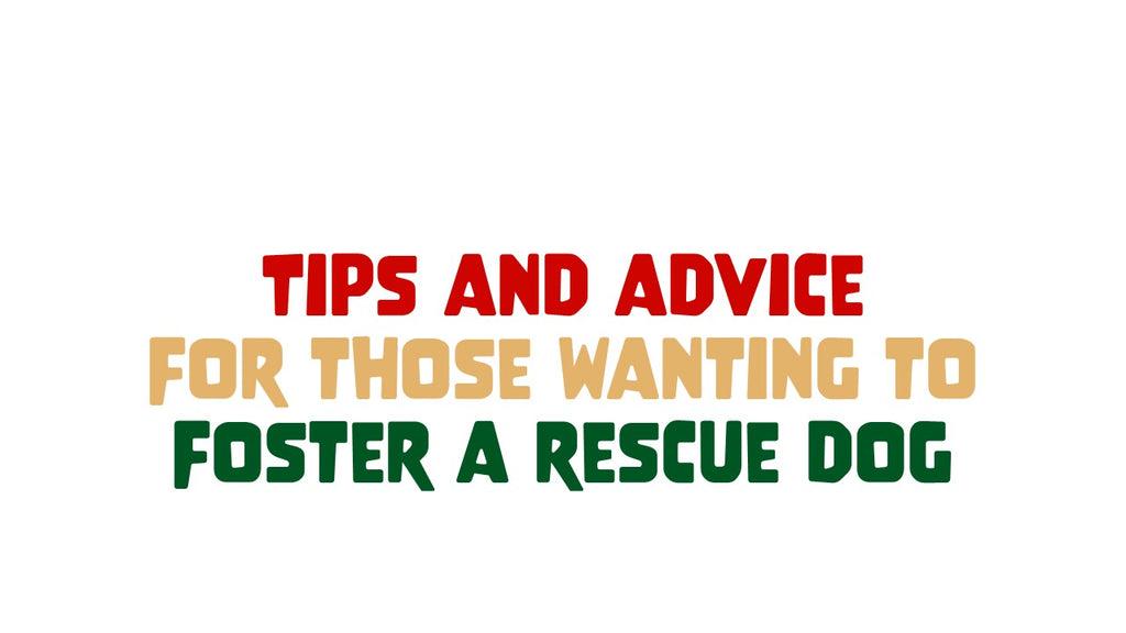 Tips & Advice for Those Considering Fostering or Adopting a Rescue Dog