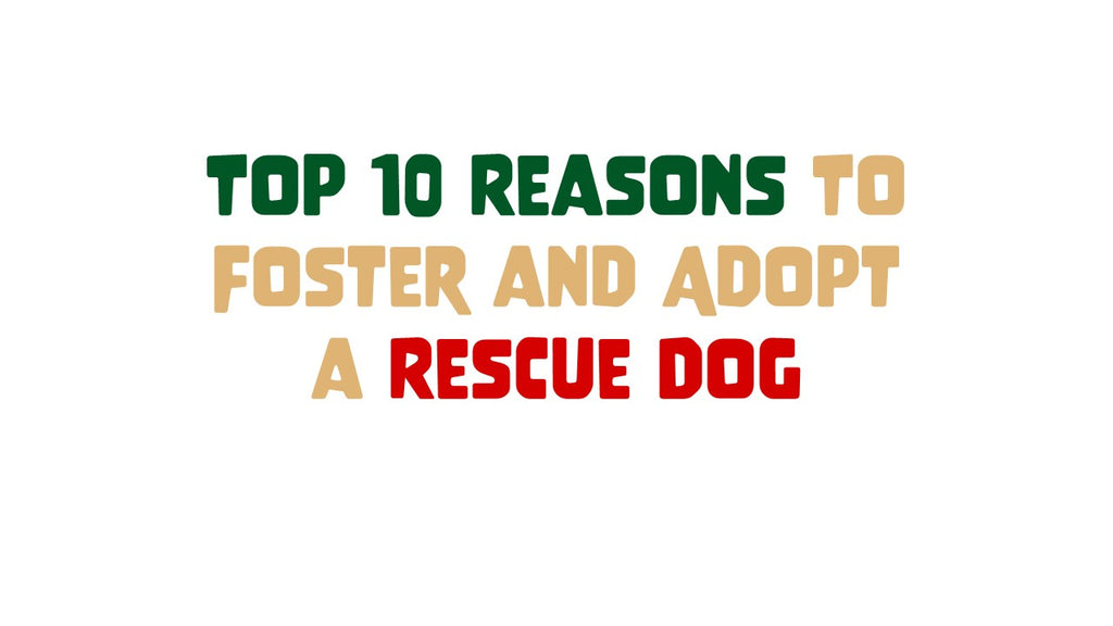 Top 10 Reasons to Foster and Adopt a Rescue Dog